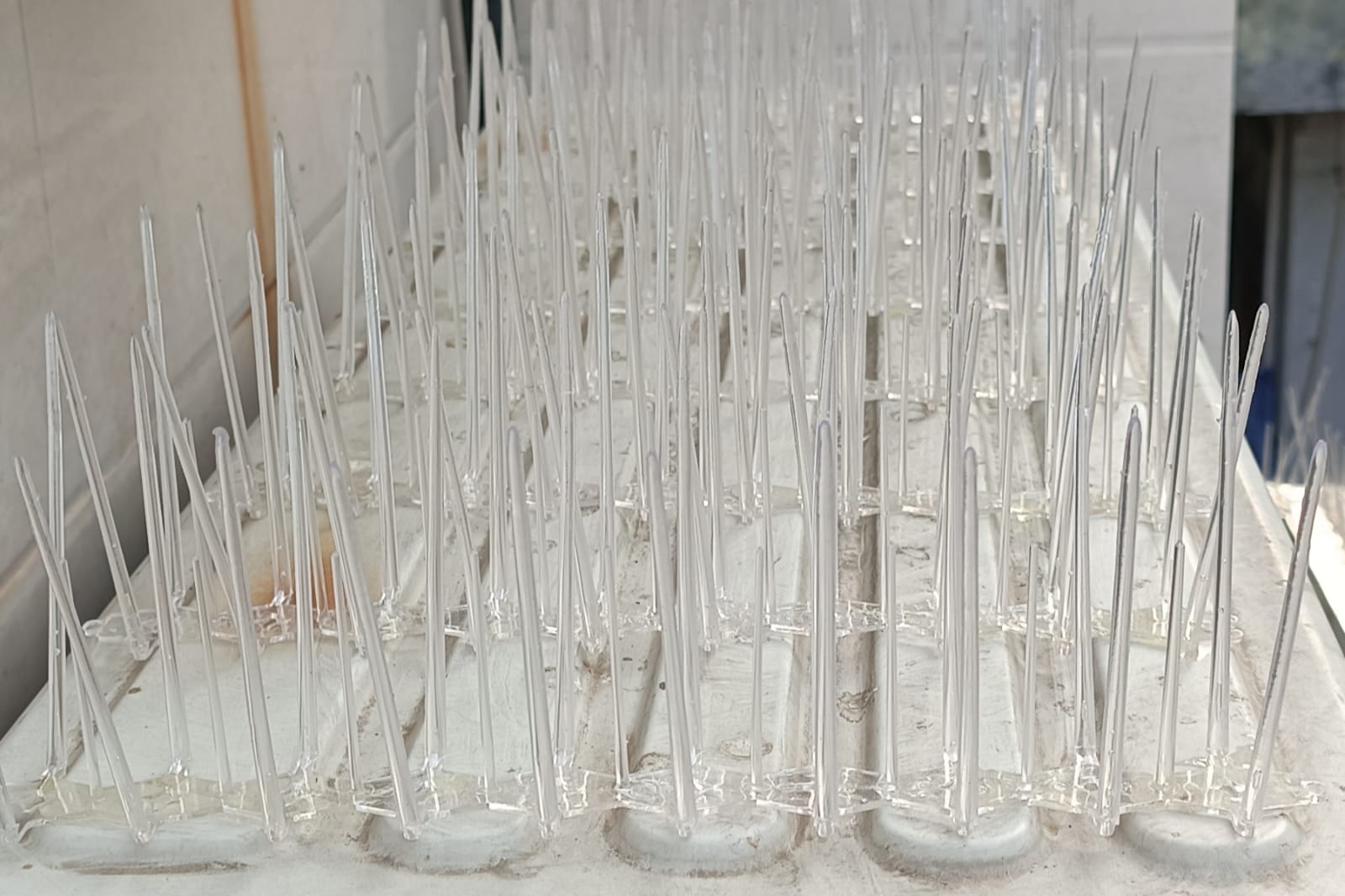 bird spikes bird spikes